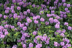 11-Natur-Hanne