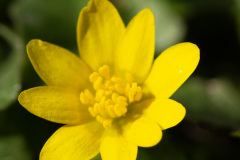 14-Natur-Verner