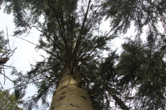 9-Natur-Verner